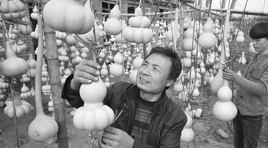 中國葫蘆第一村 葫蘆村村民靠葫蘆致富