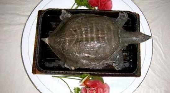 中國十大禁菜排行榜 猴頭因吃法太殘忍被禁