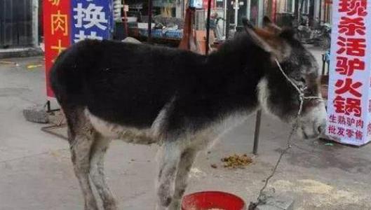 中國十大禁菜排行榜 猴頭因吃法太殘忍被禁