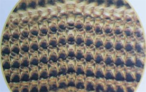 世界上牙齒最多的動物 蝸牛有25600顆牙齒