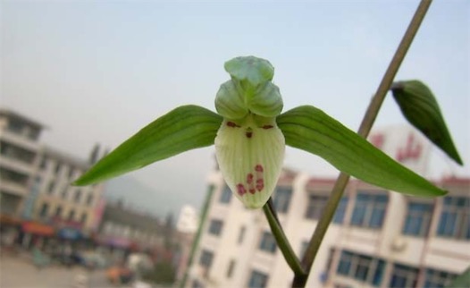 世界最小的種子 五萬粒斑葉蘭種子加起來只有0.025克重