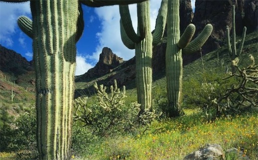 最能儲水的草本植物 巨柱仙人掌能儲存一噸以上的水