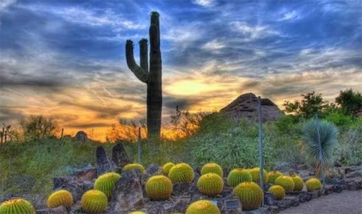 最能儲水的草本植物 巨柱仙人掌能儲存一噸以上的水