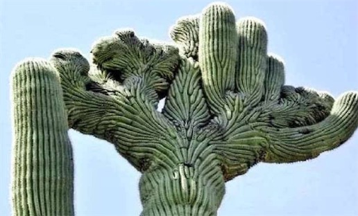 最能儲水的草本植物 巨柱仙人掌能儲存一噸以上的水