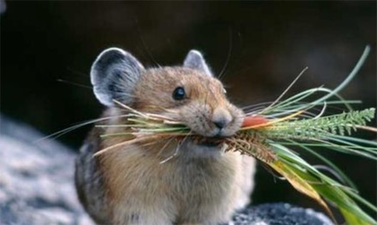 妊娠期最短的哺乳動物 達呼爾鼠兔孕期只有15天