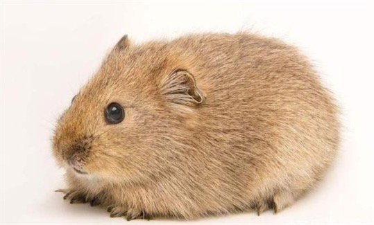 妊娠期最短的哺乳動物 達呼爾鼠兔孕期只有15天