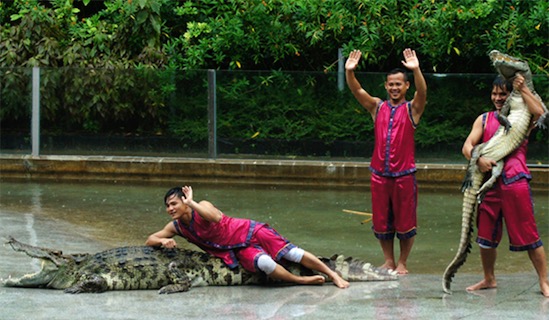 最大的鱷魚公園 廣州鱷魚公園占地2000余畝