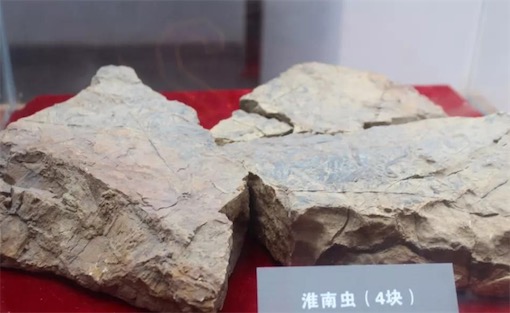 迄今發現最早的多細胞生物 7.4億年前的淮南蟲