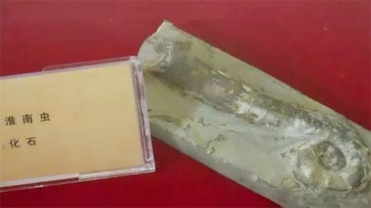 迄今發現最早的多細胞生物 7.4億年前的淮南蟲