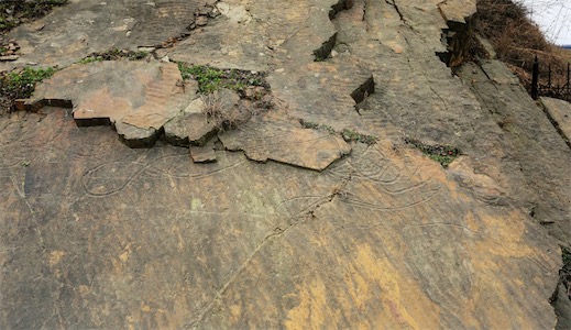 迄今發現最早的多細胞生物 7.4億年前的淮南蟲