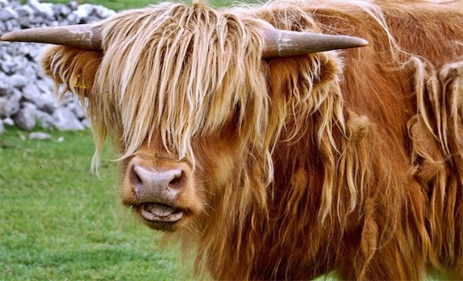 海拔最高地區的哺乳動物 牦牛產于青藏高原海拔3000米以上地區