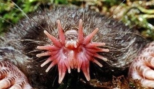 進食反應最快的哺乳動物 星鼻鼴鼠反應時間僅需1/4秒