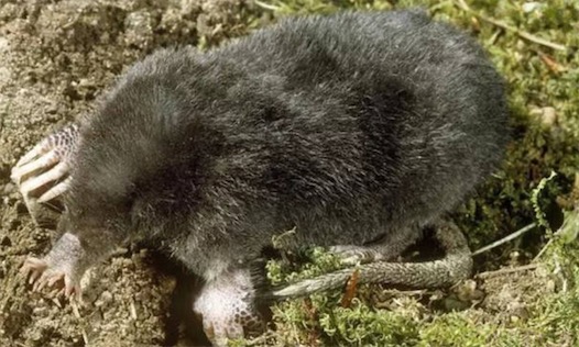 進食反應最快的哺乳動物 星鼻鼴鼠反應時間僅需1/4秒