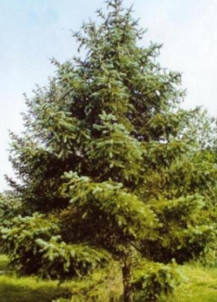 地球壽命最長(zhǎng)的三棵樹(shù) 一棵在中國(guó)一棵在美國(guó) 一棵歐洲云杉存活萬(wàn)年