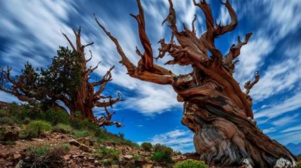 地球壽命最長(zhǎng)的三棵樹(shù) 一棵在中國(guó)一棵在美國(guó) 一棵歐洲云杉存活萬(wàn)年