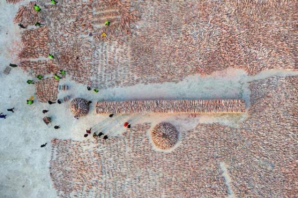 天價!吉林查干湖冬捕 “頭魚”拍出史上最貴價格2966666元