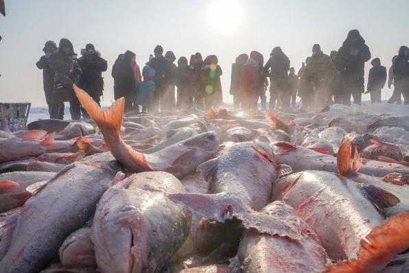 天價!吉林查干湖冬捕 “頭魚”拍出史上最貴價格2966666元