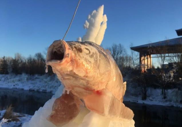 天價!吉林查干湖冬捕 “頭魚”拍出史上最貴價格2966666元