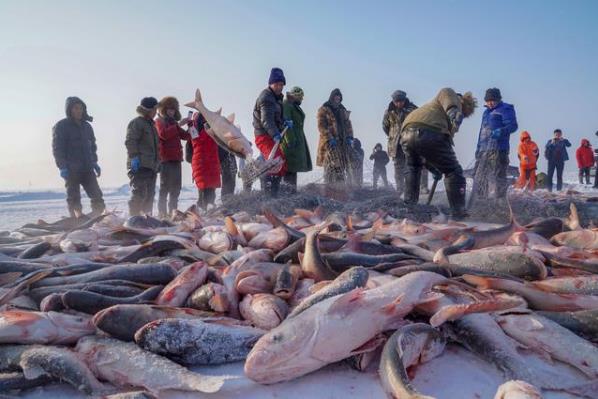 天價!吉林查干湖冬捕 “頭魚”拍出史上最貴價格2966666元