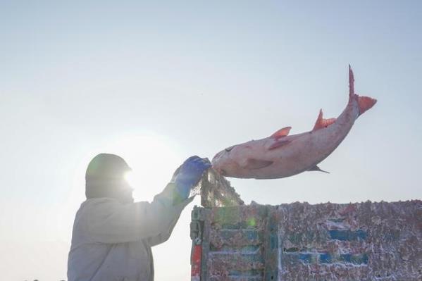 天價!吉林查干湖冬捕 “頭魚”拍出史上最貴價格2966666元