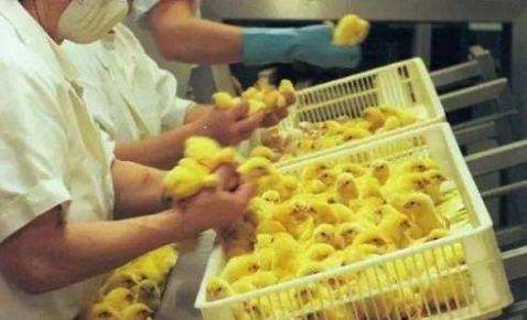 世界上各種罕見最奇葩的職業 工資收入不菲 聞屁師待遇年薪30萬