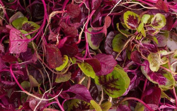 �{�˿��a(b��)Ѫ