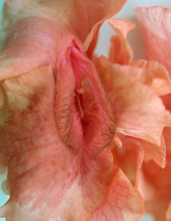 女性陰部真實照片:詳解健康女人真實完美陰道圖片【多圖】 女性陰部真實照片:詳解健康女人真實完美陰道圖片【多圖】