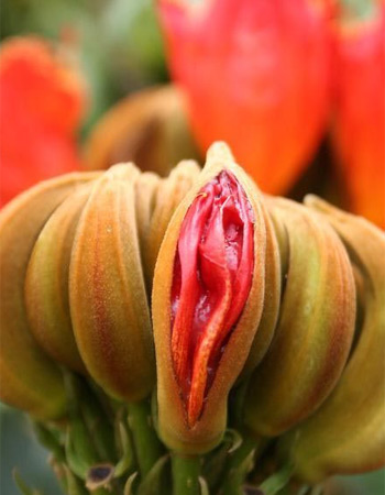 女性陰部真實照片:詳解健康女人真實完美陰道圖片【多圖】 女性陰部真實照片:詳解健康女人真實完美陰道圖片【多圖】