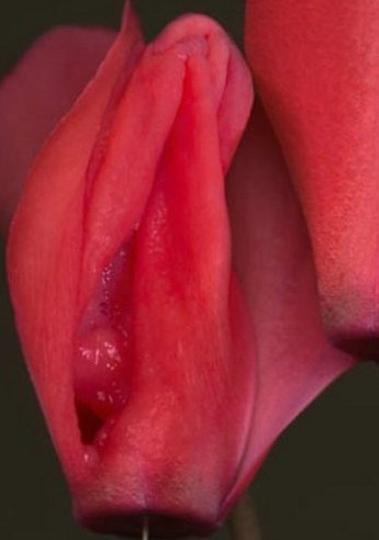 女性陰部真實照片:詳解健康女人真實完美陰道圖片【多圖】 女性陰部真實照片:詳解健康女人真實完美陰道圖片【多圖】