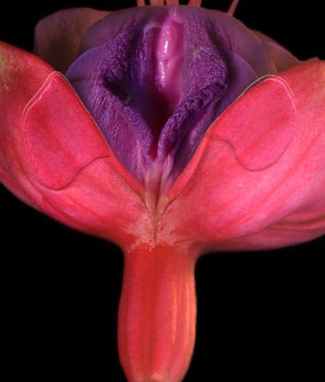 女性陰部真實照片:詳解健康女人真實完美陰道圖片【多圖】 女性陰部真實照片:詳解健康女人真實完美陰道圖片【多圖】