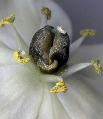 女性陰部真實照片:詳解健康女人真實完美陰道圖片【多圖】 女性陰部真實照片:詳解健康女人真實完美陰道圖片【多圖】