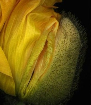 女性陰部真實照片:詳解健康女人真實完美陰道圖片【多圖】 女性陰部真實照片:詳解健康女人真實完美陰道圖片【多圖】