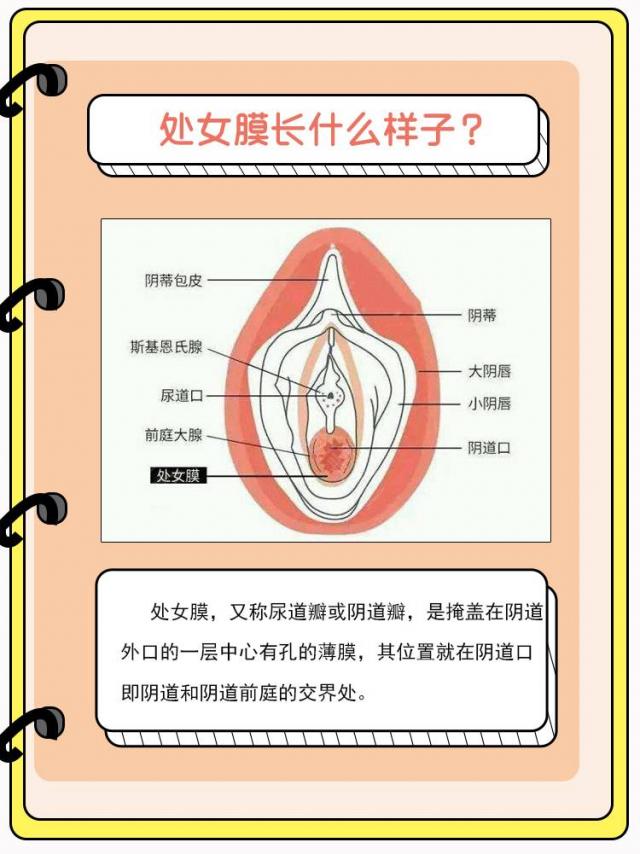 女性陰部真實照片:詳解健康女人真實完美陰道圖片【多圖】 女性陰部真實照片:詳解健康女人真實完美陰道圖片【多圖】