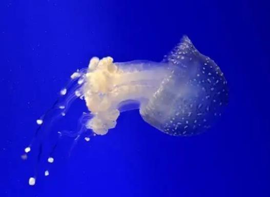 世界上最致命的水母,澳洲方水母可以在三分鐘之內(nèi)毒死一個(gè)人
