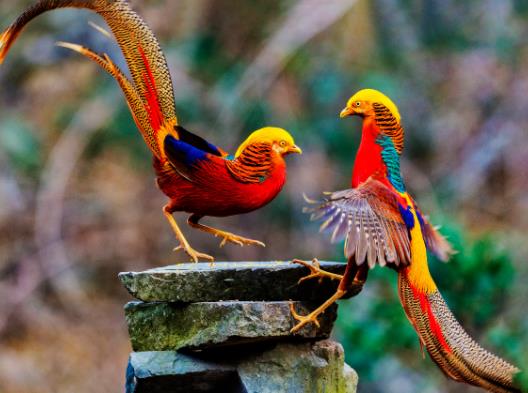 世界上最美麗的雞,紅腹錦雞比鳳凰還漂亮