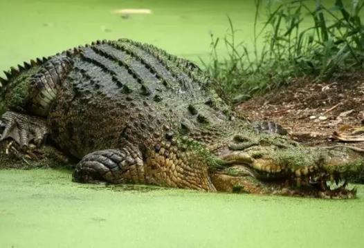 世界上最大的鱷魚,灣鱷體長可以達(dá)到5米!