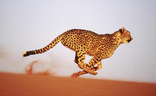 六、獵豹.jpg