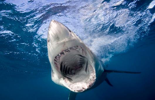 十、大白鯊.jpg