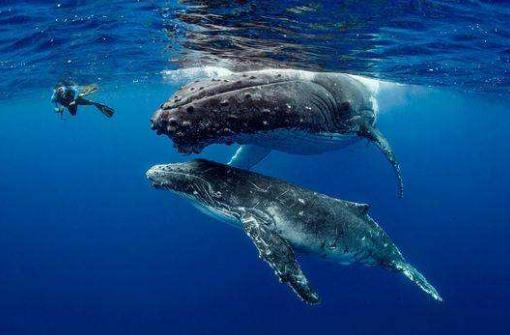 世界十大最昂貴的旅行排行榜,太空旅行高達(dá)1.4億元!