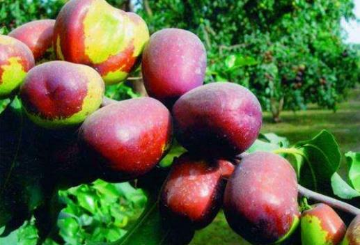 十大最值得帶回家的河北特產排行榜,藁城宮面第一,贊皇大棗最方便