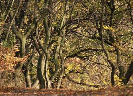 全球十大驚悚地點排行榜,三宅島充滿臭味!