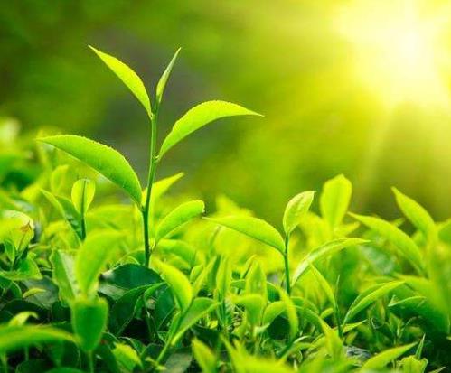 十大冷門專業(yè)排行榜,園林工程技術(shù)專業(yè)待遇好工資高