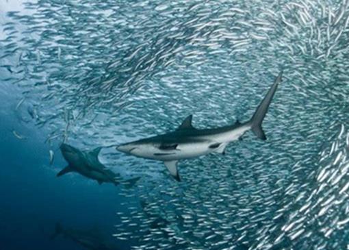 心理學十大效應排行榜,木桶效應最出名,羊群效應第二