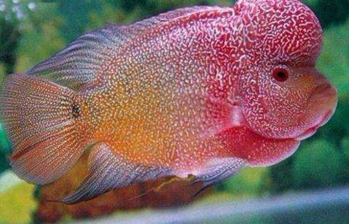 世界十種最漂亮的魚排行榜,五彩博魚美若天仙!