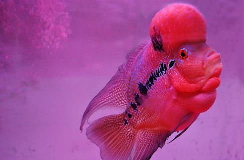 世界十種最漂亮的魚排行榜,五彩博魚美若天仙!