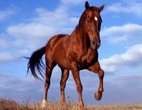 世界十大名馬排行榜,純血馬跑得最快,阿拉伯馬價格上億!