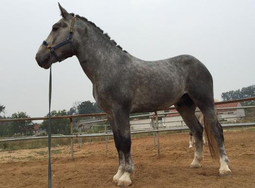 世界十大名馬排行榜,純血馬跑得最快,阿拉伯馬價格上億!