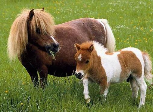 世界十大名馬排行榜,純血馬跑得最快,阿拉伯馬價格上億!