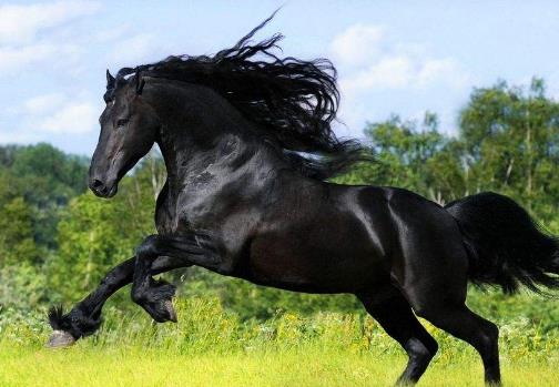 世界十大名馬排行榜,純血馬跑得最快,阿拉伯馬價格上億!