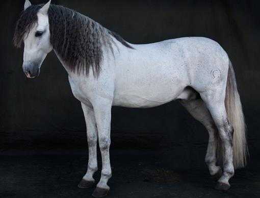 世界十大名馬排行榜,純血馬跑得最快,阿拉伯馬價格上億!